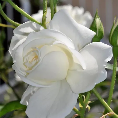 ゲストハウス Bilic 3*